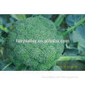 Hybrid vegetable broccoli seeds for growing-Verdure 521